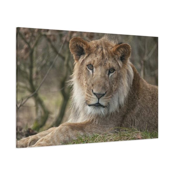 91638-65.jpg Beautiful Male Lion Standard Canvas