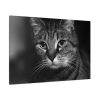 91638-655.jpg Cute European Shorthair Cat Standard Canvas
