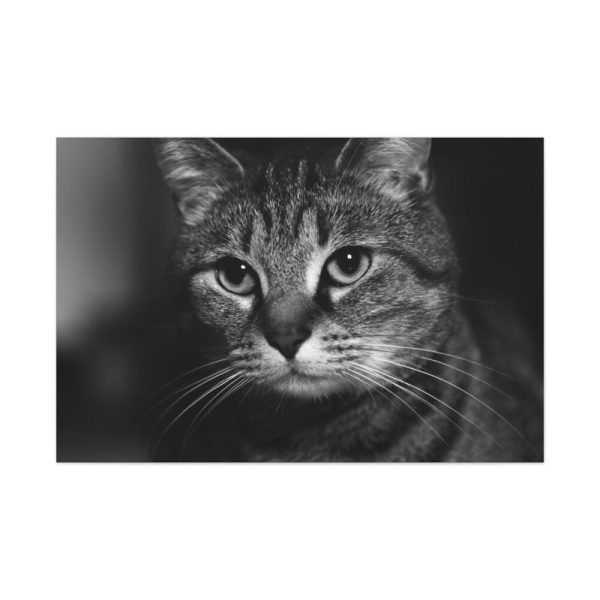 91638-656.jpg Cute European Shorthair Cat Standard Canvas