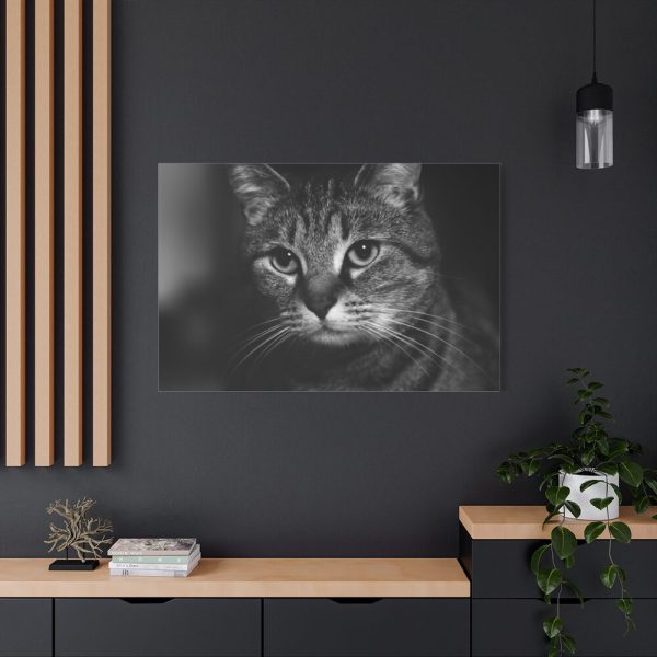 91638-658.jpg Cute European Shorthair Cat Standard Canvas