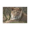 91638-66.jpg Beautiful Male Lion Standard Canvas
