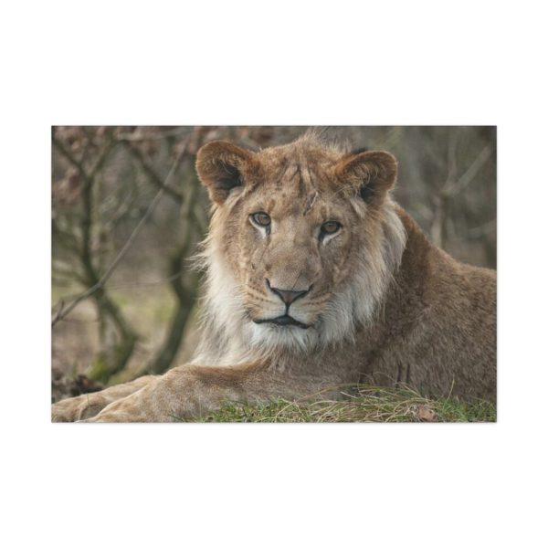 91638-66.jpg Beautiful Male Lion Standard Canvas