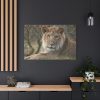 91638-68.jpg Beautiful Male Lion Standard Canvas