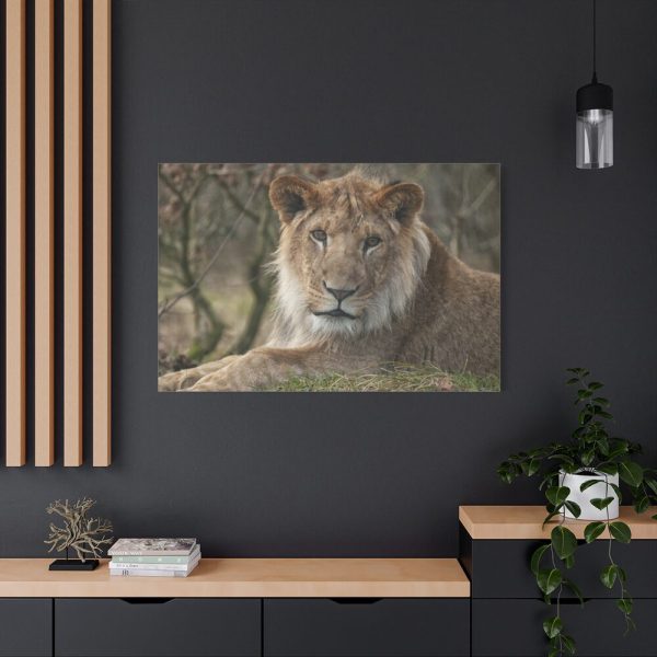 91638-68.jpg Beautiful Male Lion Standard Canvas
