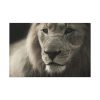 Lion King Face Standard Canvas