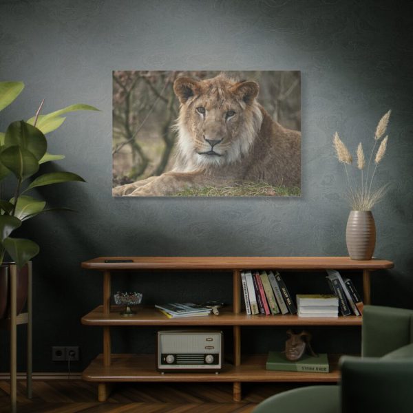 91638-69.jpg Beautiful Male Lion Standard Canvas