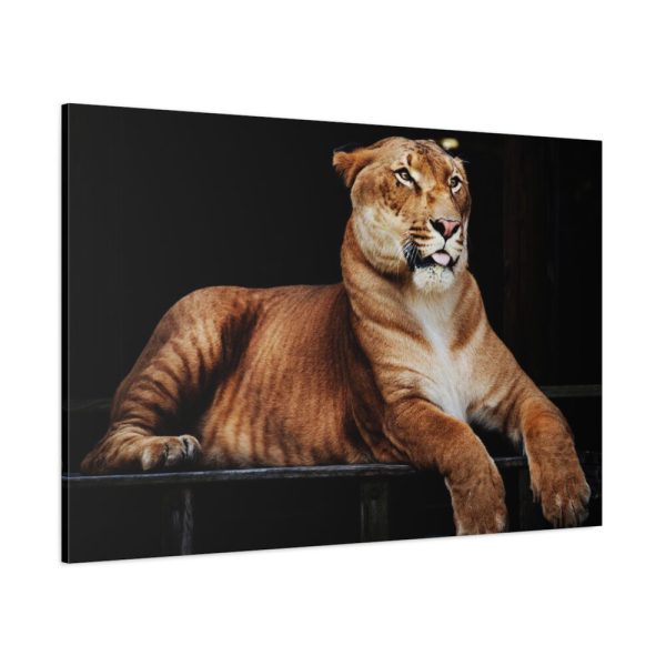 Hercules the Liger Standard Canvas