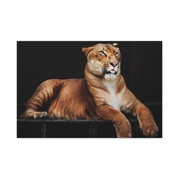 Hercules the Liger Standard Canvas