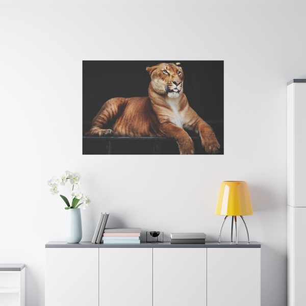 Hercules the Liger Standard Canvas