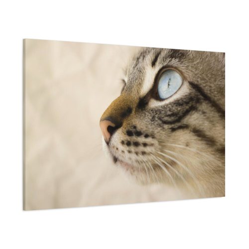 Cat with Large Blue Eye Standard Canvas