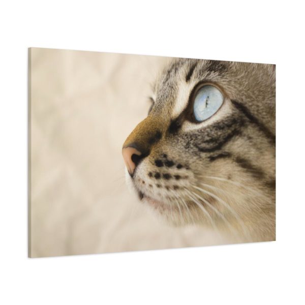 91638-700.jpg Cat with Large Blue Eye Standard Canvas