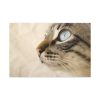 91638-701.jpg Cat with Large Blue Eye Standard Canvas