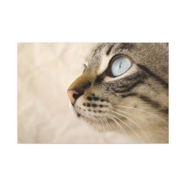 91638-701.jpg Cat with Large Blue Eye Standard Canvas