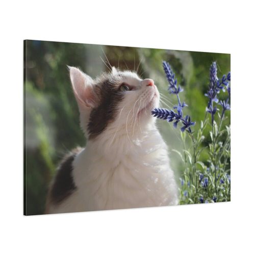Cat and Lavender Standard Canvas