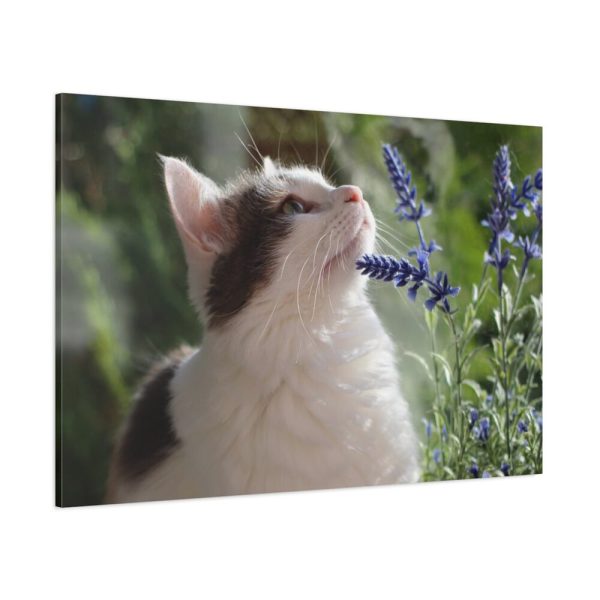 91638-705.jpg Cat and Lavender Standard Canvas