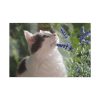 91638-706.jpg Cat and Lavender Standard Canvas