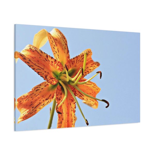 Lily Flower Standard Canvas