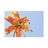 Lily Flower Standard Canvas