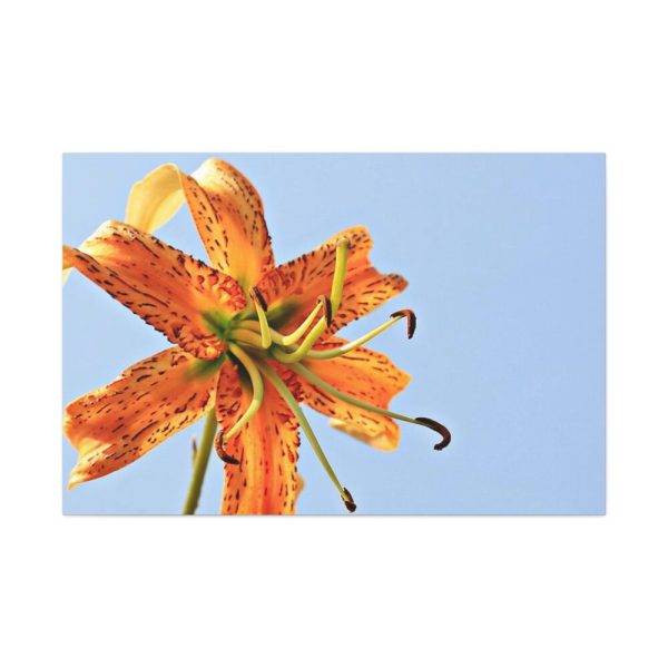 Lily Flower Standard Canvas