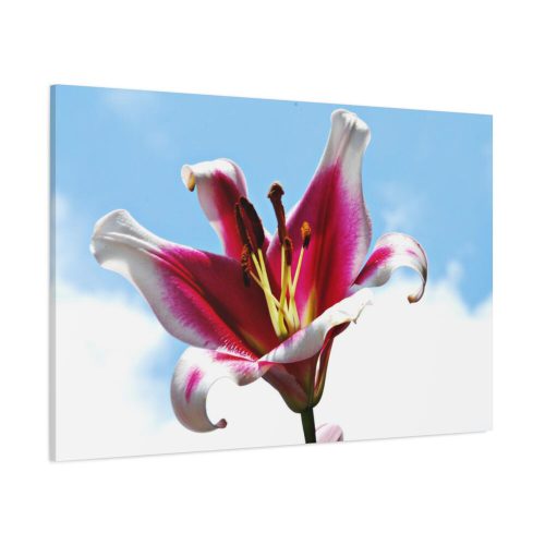 91638-715.jpg Garden Lily Standard Canvas