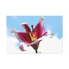 91638-716.jpg Garden Lily Standard Canvas