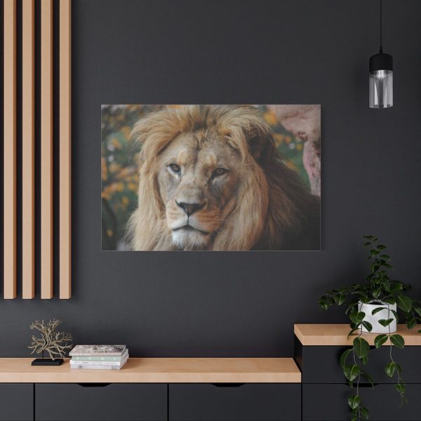 Lion Face Closeup Standard Canvas