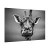91638-735.jpg Giraffe in Monotone Standard Canvas