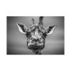 91638-736.jpg Giraffe in Monotone Standard Canvas
