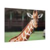 91638-740.jpg Giraffe at The Montgomery Zoo in Oak Park Standard Canvas