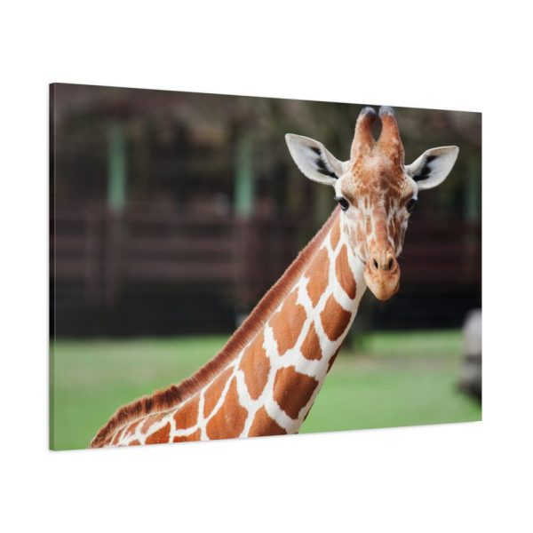 91638-740.jpg Giraffe at The Montgomery Zoo in Oak Park Standard Canvas