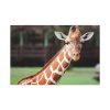 91638-741.jpg Giraffe at The Montgomery Zoo in Oak Park Standard Canvas