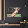 91638-743.jpg Giraffe at The Montgomery Zoo in Oak Park Standard Canvas