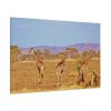 91638-745.jpg Three Giraffe in the Nature Standard Canvas