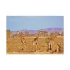 91638-746.jpg Three Giraffe in the Nature Standard Canvas