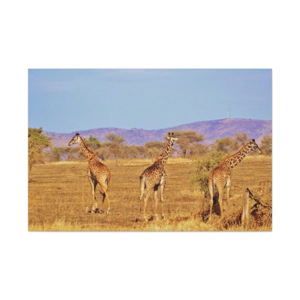 91638-746.jpg Three Giraffe in the Nature Standard Canvas
