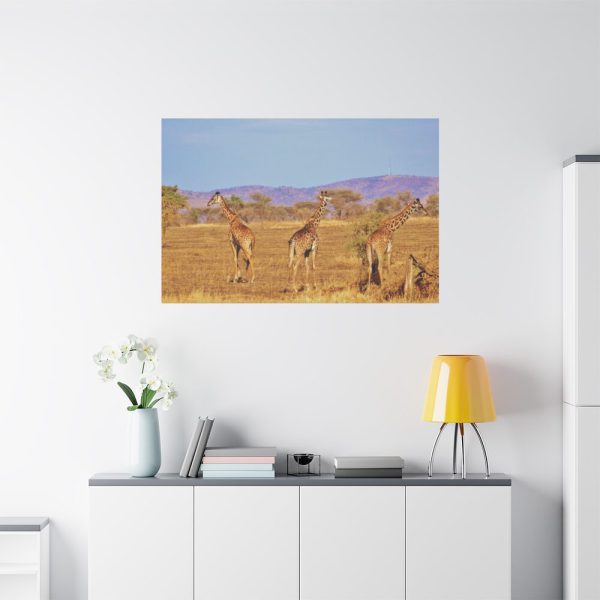 91638-747.jpg Three Giraffe in the Nature Standard Canvas
