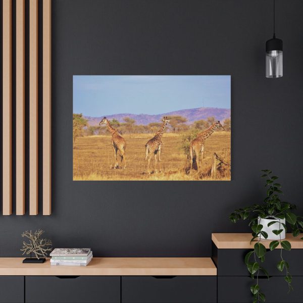 91638-748.jpg Three Giraffe in the Nature Standard Canvas