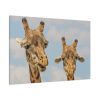 91638-750.jpg Two Giraffe Face Close-up Standard Canvas