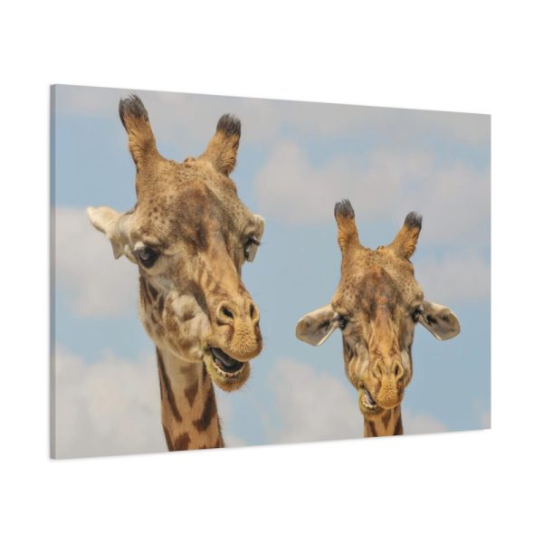 91638-750.jpg Two Giraffe Face Close-up Standard Canvas