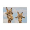 91638-751.jpg Two Giraffe Face Close-up Standard Canvas