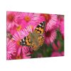 91638-765.jpg Butterfly on Pink Flower Standard Canvas