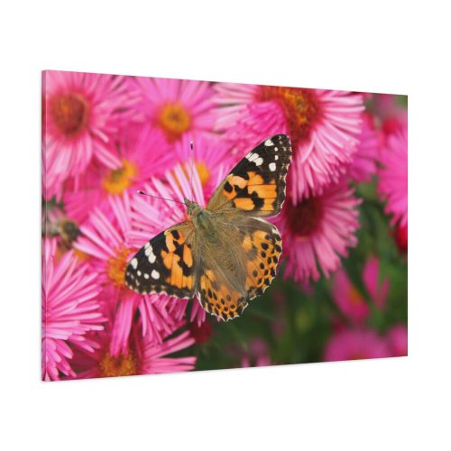 Butterfly on Pink Flower Standard Canvas