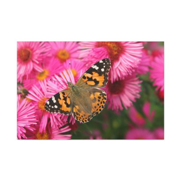 91638-766.jpg Butterfly on Pink Flower Standard Canvas