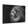Male Lion Head Closeup Standard Canvas