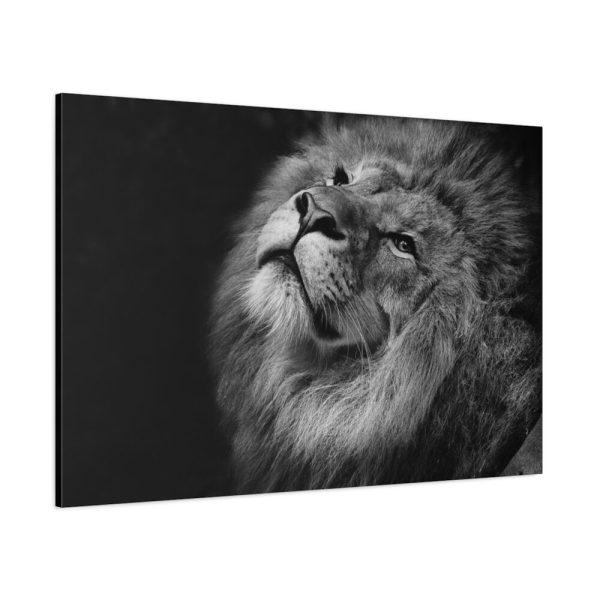 Male Lion Head Closeup Standard Canvas