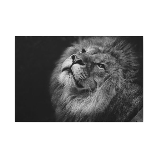 Male Lion Head Closeup Standard Canvas