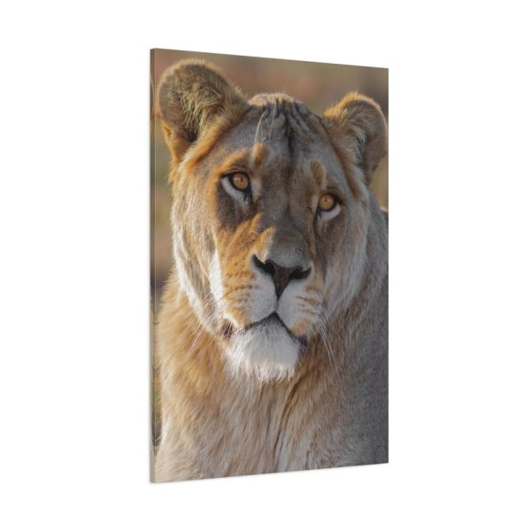 91655-20.jpg Female Lion Closeup Standard Canvas