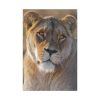 91655-21.jpg Female Lion Closeup Standard Canvas