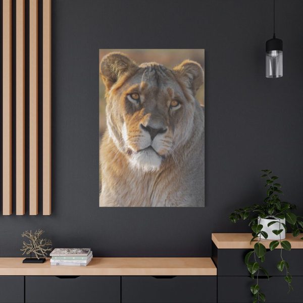 91655-23.jpg Female Lion Closeup Standard Canvas