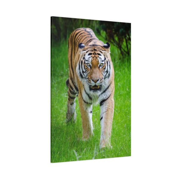 Grumpy Tiger Walking Standard Canvas